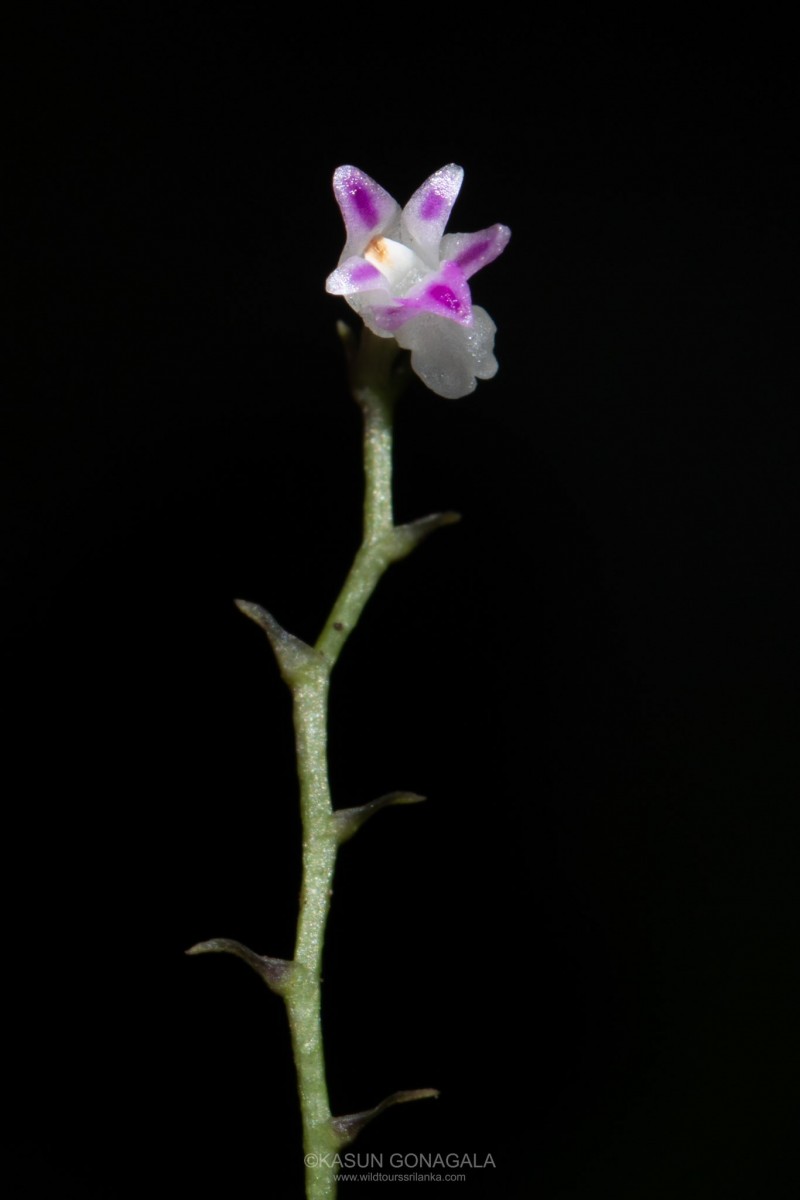 Podochilus warnagalensis Wijew., Priyad., Arang., Atthan., Samar. & Kumar
